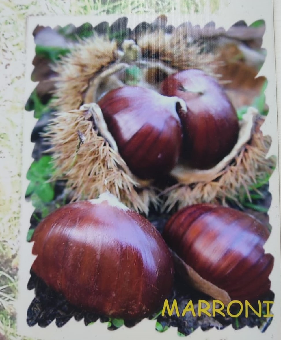 Napoletana o Riccia