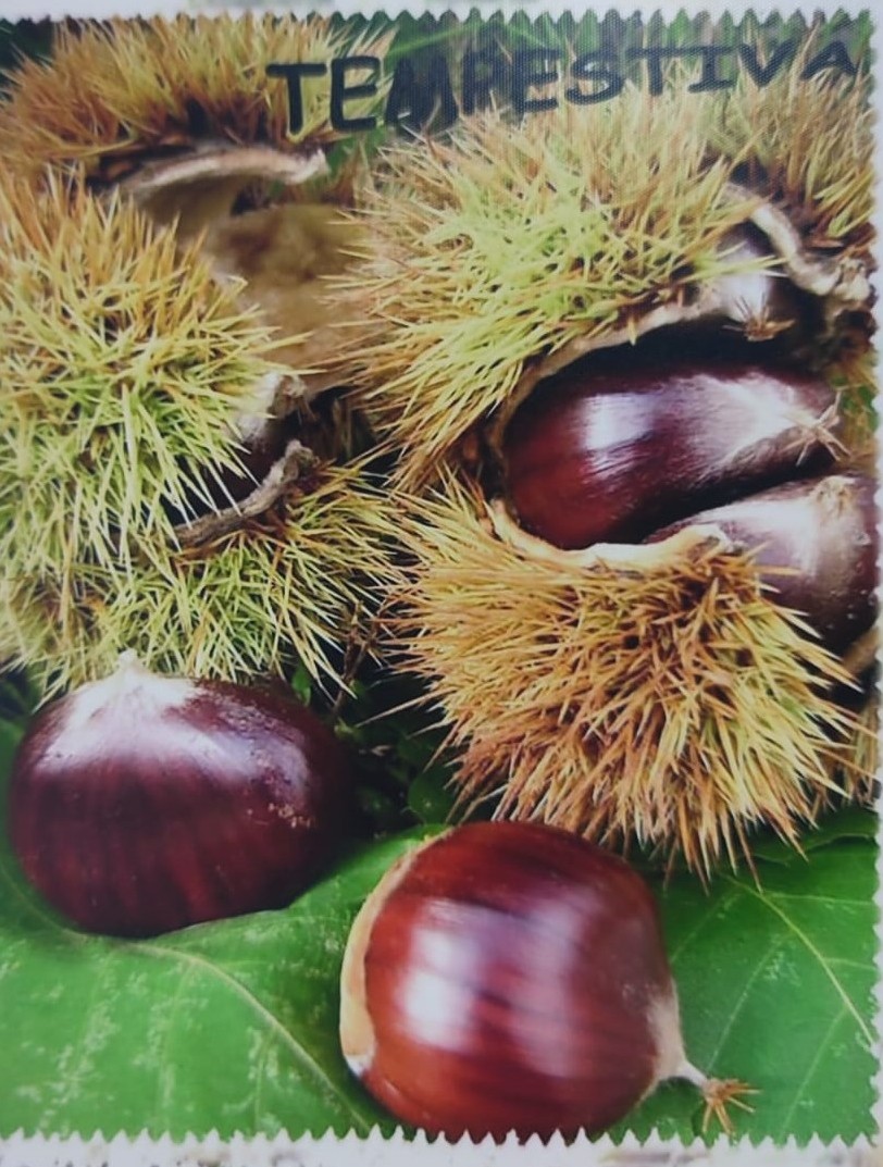 Castagna primitiva